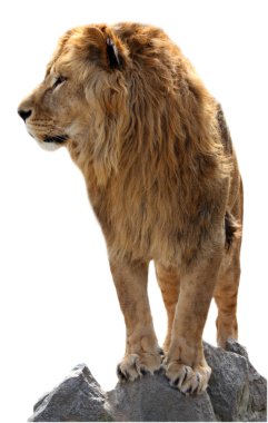 Lion on a stones clipart