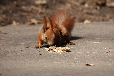 Small brown squirrel with nut