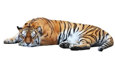 Tiger isolated lies clipart