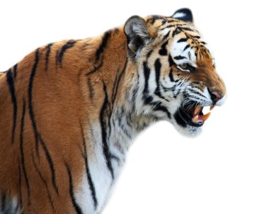 Tiger roaring clipart