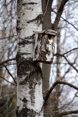 Birdhouse on a birch clipart