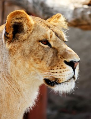 Female lion portrait clipart