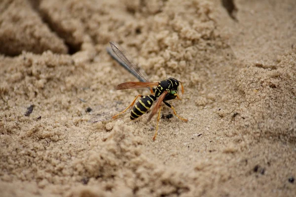 stock image Insects fighting