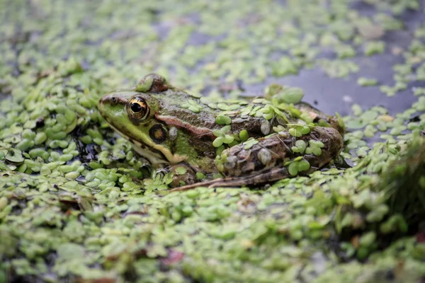 stock image Green frog