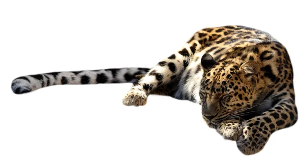 Uyuyan leopar — Stok fotoğraf