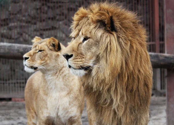 Η οικογένεια λιοντάρι — Φωτογραφία Αρχείου