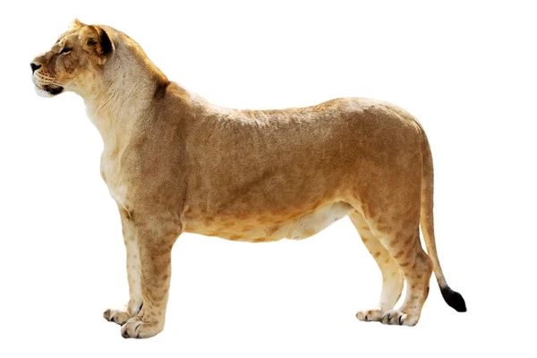 Nagy nőstény oroszlán — Stock Fotó