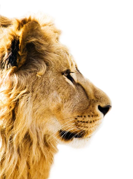 Lion's portret — Stockfoto