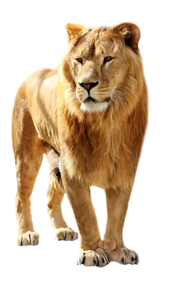狮子站立 — 图库照片