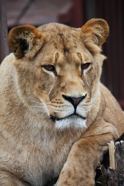 Dişi aslan portre — Stok fotoğraf
