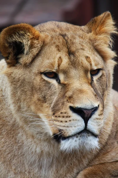 Retrato da leoa — Fotografia de Stock