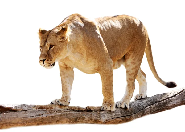 Lioness on a log — Stock Photo, Image