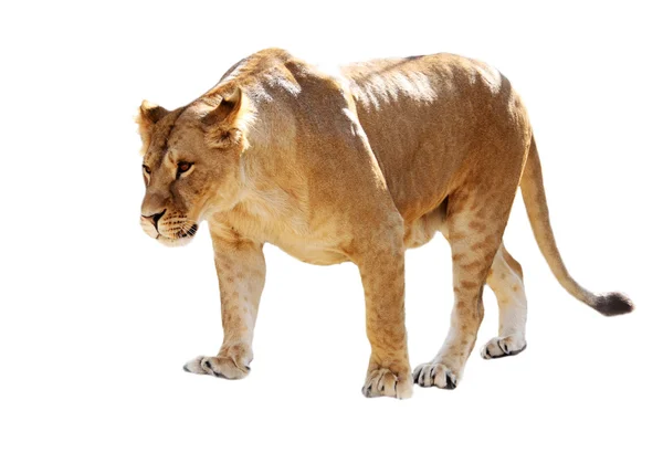 A leoa levanta-se — Fotografia de Stock