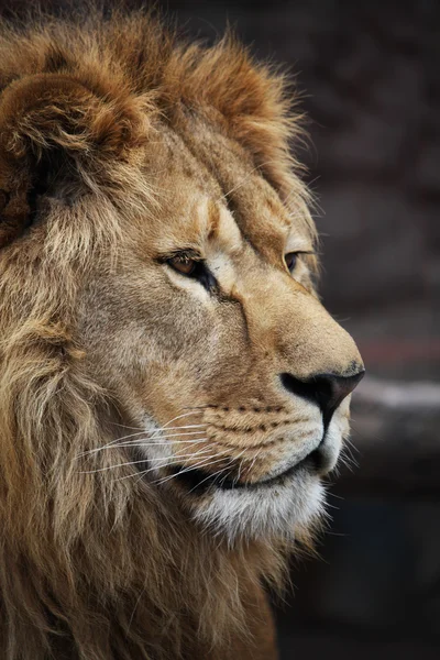 León. — Foto de Stock