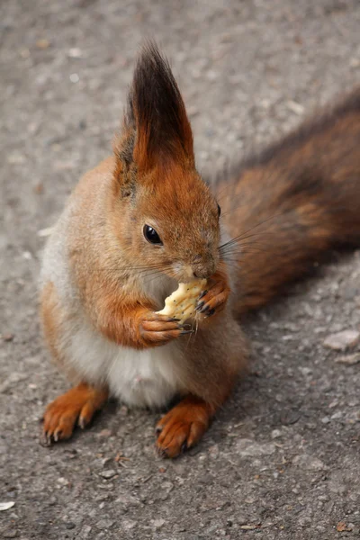 Squirrel with cookie — Stock Photo, Image
