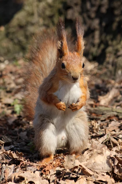 Bel écureuil dans une feuille — Photo