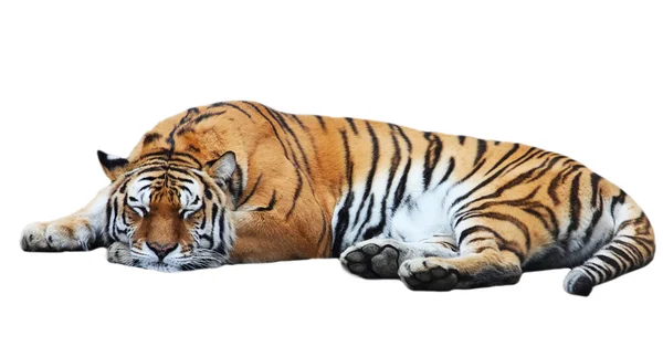 Tigre mentiras aisladas — Foto de Stock