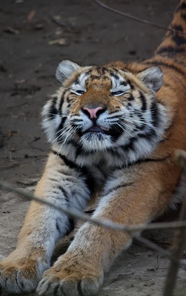 Τίγρη εκτείνεται ΕΝΟΣ ΕΑΥΤΟΥ — Φωτογραφία Αρχείου