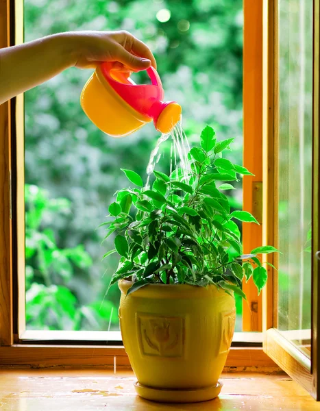 Water flower in a flowerpot — Stock Photo, Image