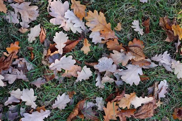 stock image Yellow oak's leafs on a green grass