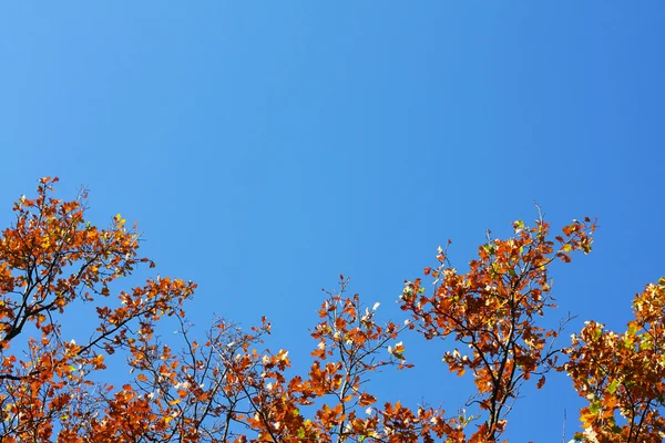 stock image Oak's leafs on a tree and blue sky