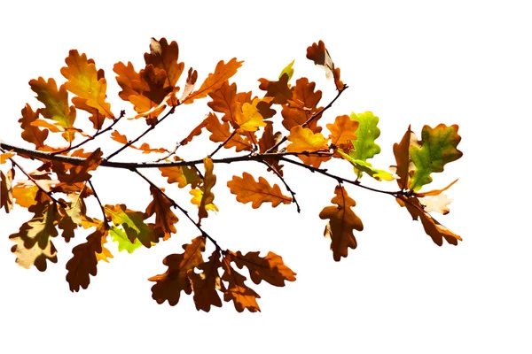Цветные листья, изолированные на белом — стоковое фото