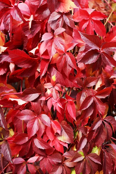 stock image Red leafs