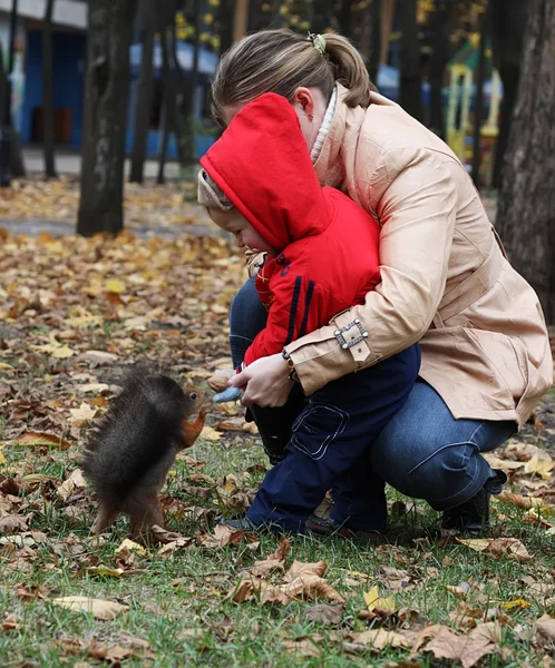 Boy feeds a squirrel — Stock Photo, Image