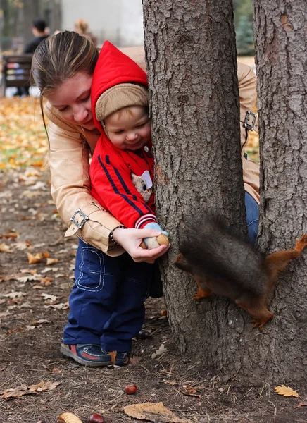 Boy feeds a squirrel — Stock Photo, Image