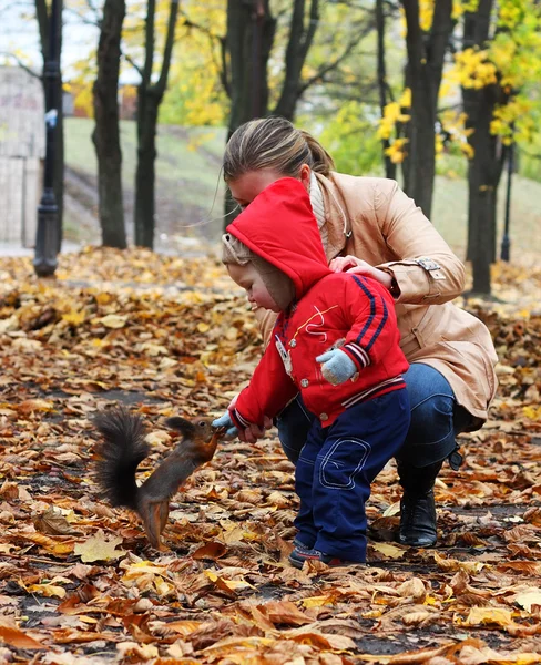 Little boy feeds a squirrel — Stock Photo, Image