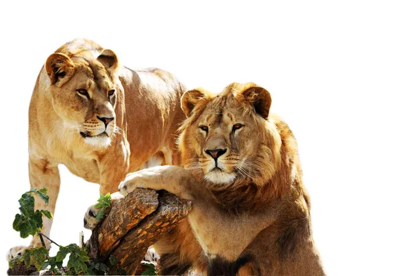 Lion family portrait Stock Picture