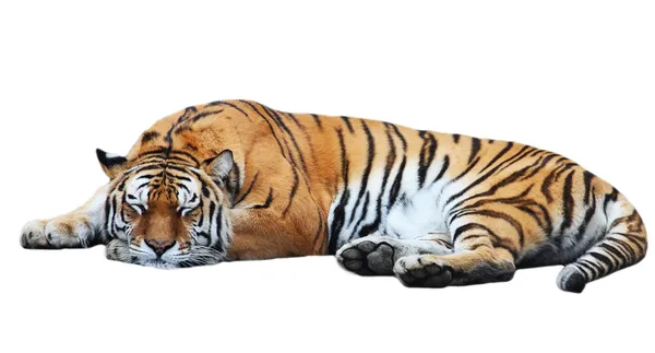 Tiger isolated lies Stock Image
