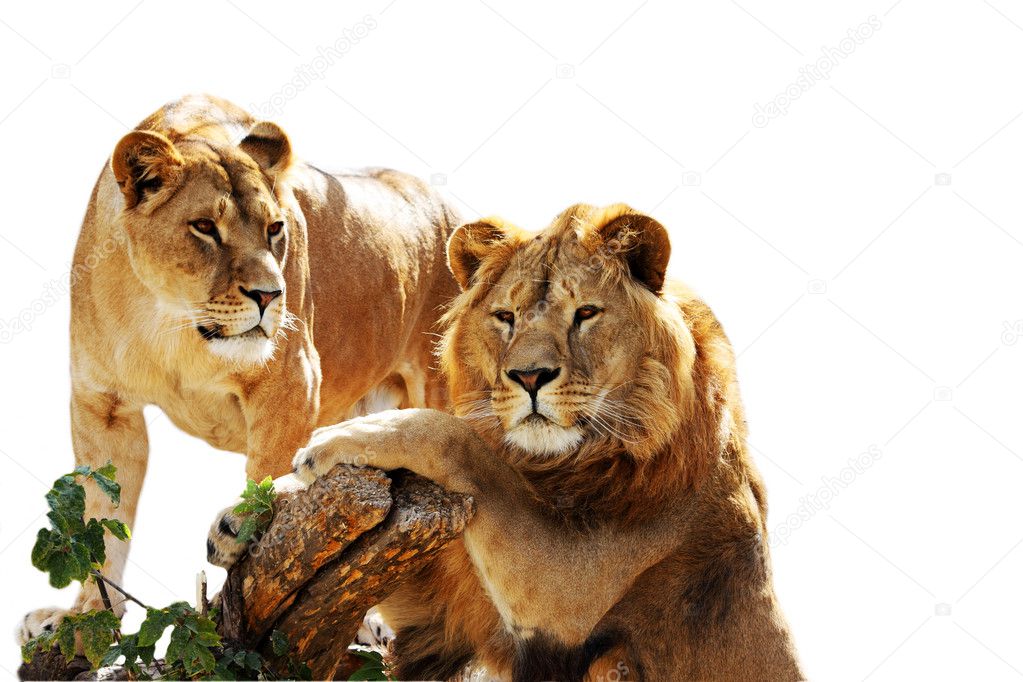 Lion family portrait