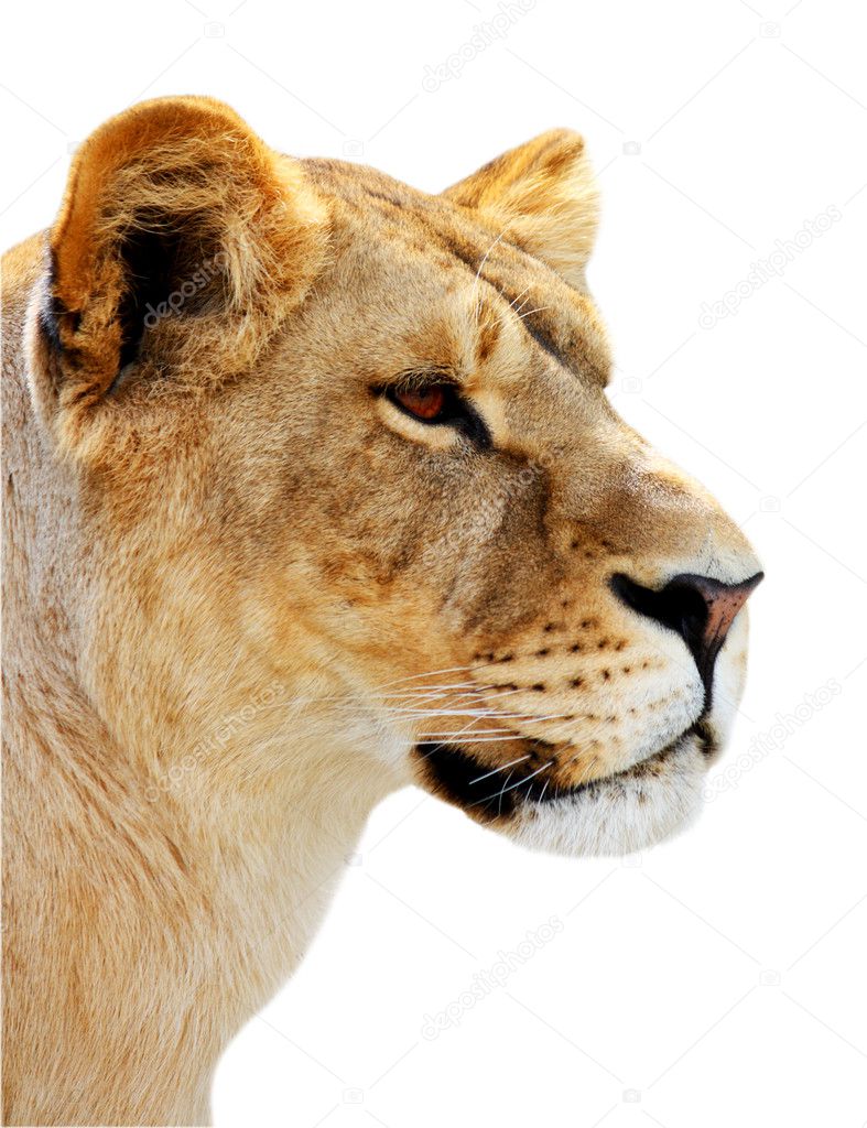 Female lion portrait isolated
