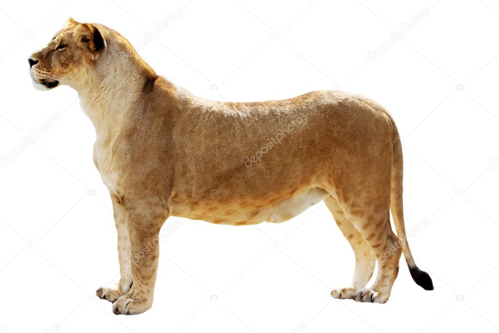 Big female lion