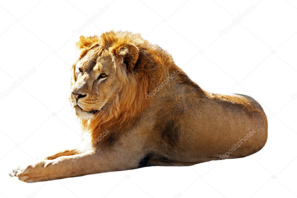 Big lion isolated