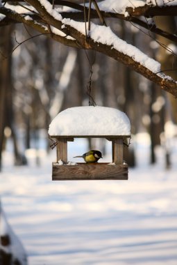 Titmouse near the feeder clipart