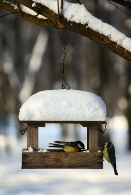 Titmouses near the feeder clipart