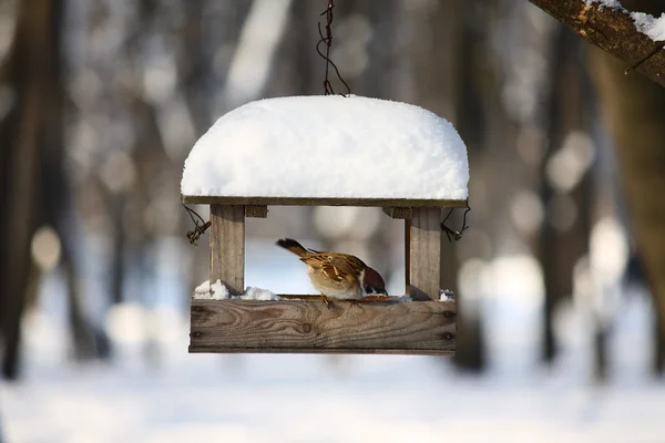 Malý vrabec na osivo lze — Stock fotografie