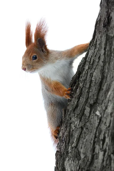 Eekhoorn op de boom — Stockfoto