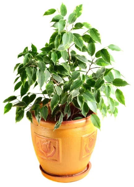 Ficus in a flowerpot — Stock Photo, Image