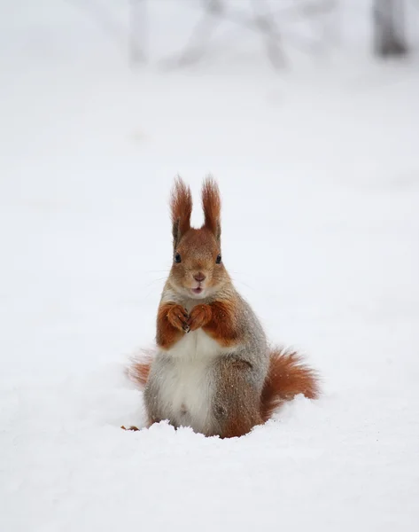 Eekhoorn in de sneeuw — Stockfoto