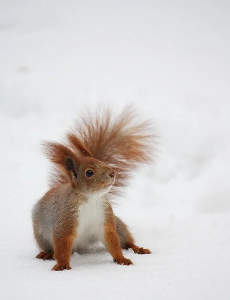 松鼠在雪地上 — 图库照片