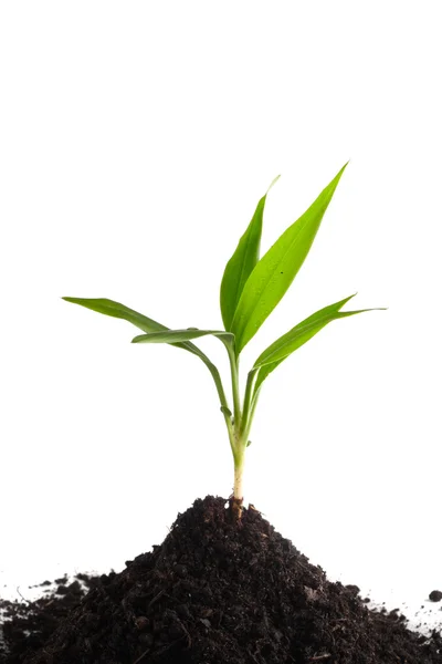 Little green sprout in a soil — Stock Photo, Image