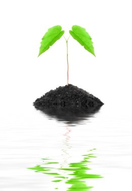 Küçük büyüyen yeşil bitki