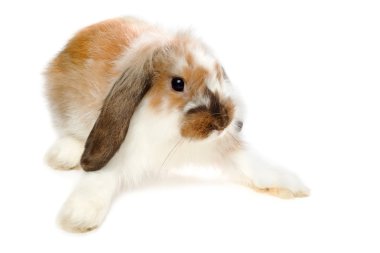 Brown lop-eared rabbit clipart