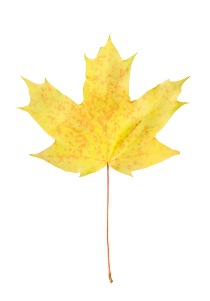 Žlutá podzimní javorový list samostatný — Stock fotografie