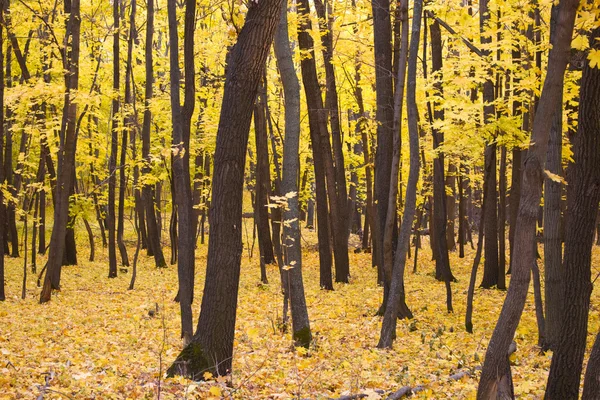 Träd med gula blad — Stockfoto