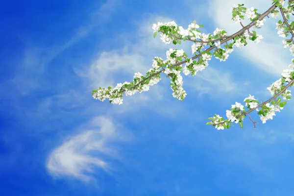 Branch of apple on blue sky — Stock Photo, Image