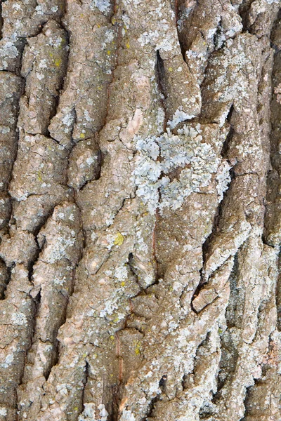 stock image Bark of a tree a lichen